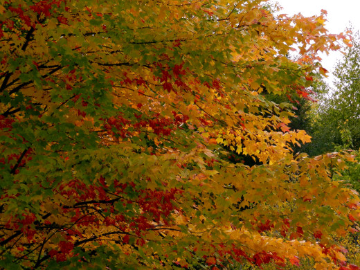 1230630 (a): :2560x1920